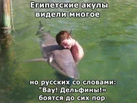 дельфины.webp