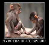 getImage (2).webp