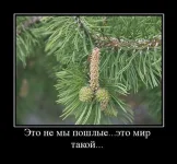 136055278267142.webp