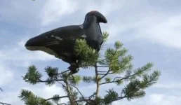 тетерев2.webp