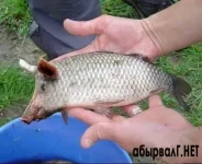 рыббб.webp