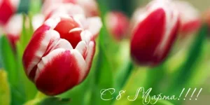 id2798.webp