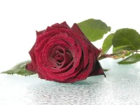 551002.webp