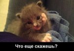kote.jpg