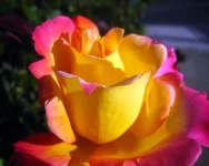 551018.webp