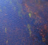 P3033410.webp