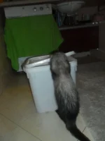 SAM_4130.webp