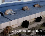 getImageCAXQQ06T.webp