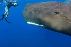 385764_295505840559043_330820332_n.webp