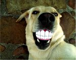 Smiling-Dog-Ball_01.jpg