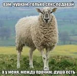 овца.webp