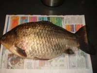 DSC00036.webp