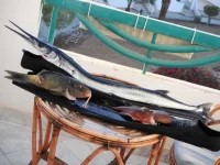 DSCF3186.webp