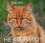 136007872912156734.webp