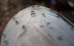 image (6).webp