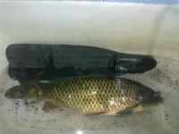 24062013254.webp