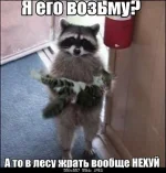 Енот.webp