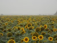 поле воронеж первая заправка.webp