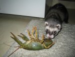 IMG_0739.JPG