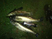 DSC_0153.webp