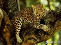 1197189059_1_leopard.webp