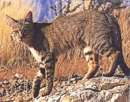 african_wildcat.webp