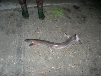DSCN8459.webp