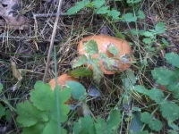 2013-09-29 13.04.07.webp