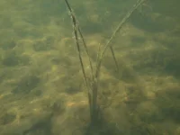 На Цне 05.08 (3).webp