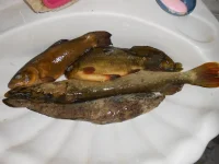 555555.webp