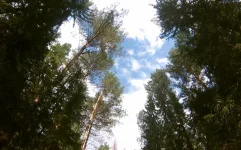 лес2.webp