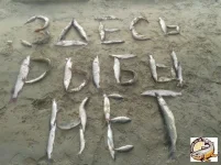 здесь рыбы нет.webp