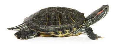 tart7.webp