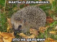 1454739_615416511853854_231378683_n.webp