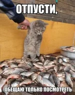 003-Р.webp
