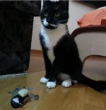 Нора и синичка.webp