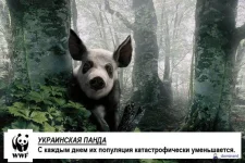 Украинская панда.webp