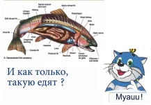 Мяуу-Р.webp