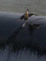 1901274_819288894764742_1786014620_n.webp