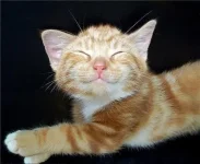 getImage.webp