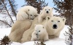 POTD-BEARS_2812551k-Р.jpg