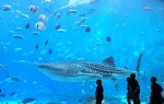 whale_shark_georgia_aquarium_c.jpg