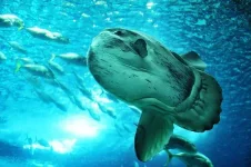 oceanarium_in_lisbon.webp