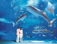 okinawa.webp
