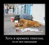 10256910_1467230173509957_4501238404982692295_Д.webp