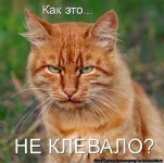 FeEKGbZwabc-К.webp