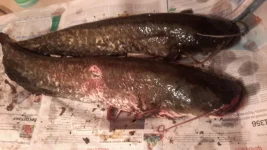 20140419_211150.webp