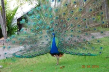 14.webp