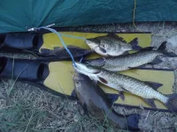 DSCF2478.webp