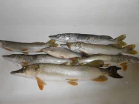 DSCN3399.webp